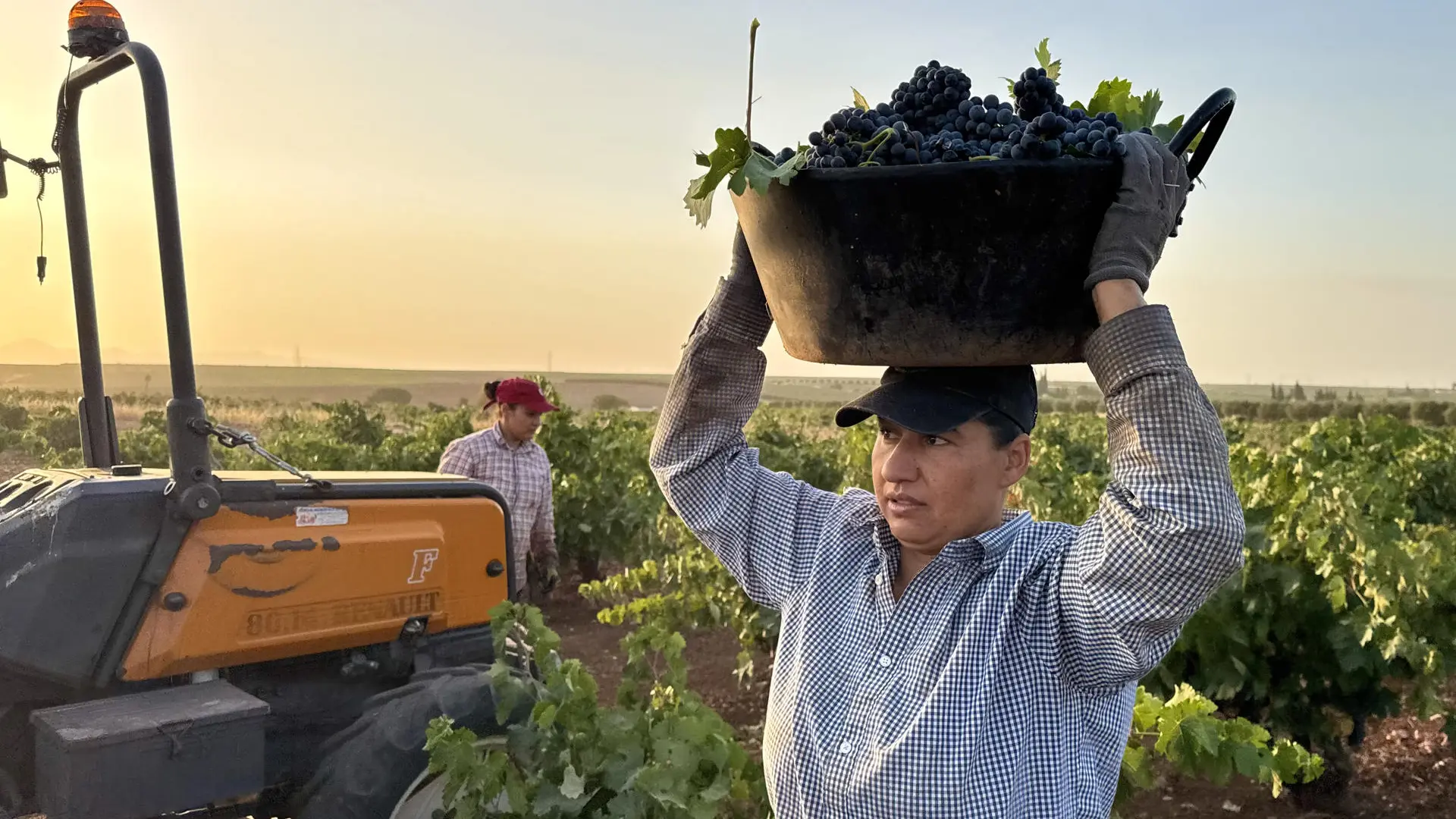 La tormenta perfecta que azota la vendimia: precios bajos para los viticultores y sin ayudas para la destilación en crisis