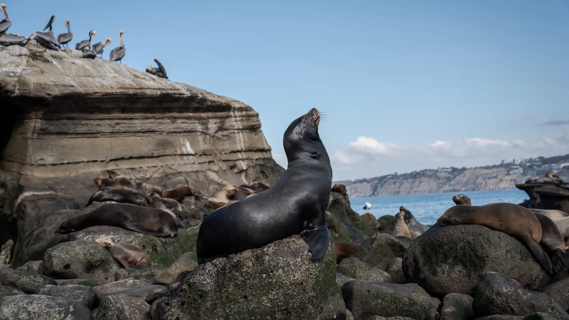 Australia confirma en un lobo marino el primer caso de gripe aviar en un mamífero del país