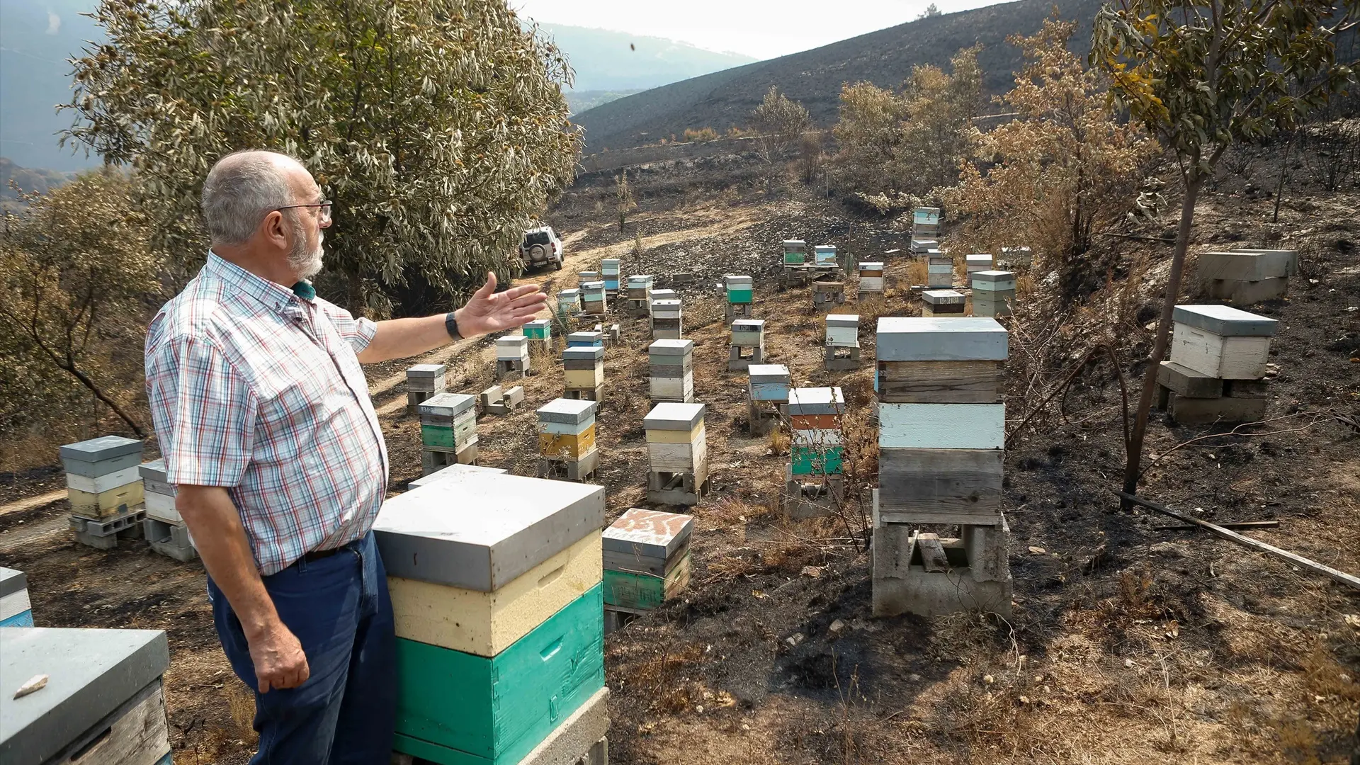 El día después de los incendios: 'Reclutar' colmenas de abejas para regenerar las zonas calcinadas