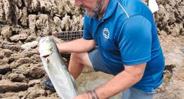 Domingo, Andrés y los últimos de los Corrales: los pescadores que protegen un arte milenario, ahora también contra el alga asiática
