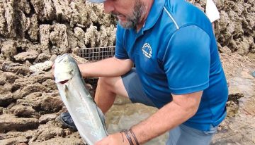 Domingo, Andrés y los últimos de los Corrales: los pescadores que protegen un arte milenario, ahora también contra el alga asiática