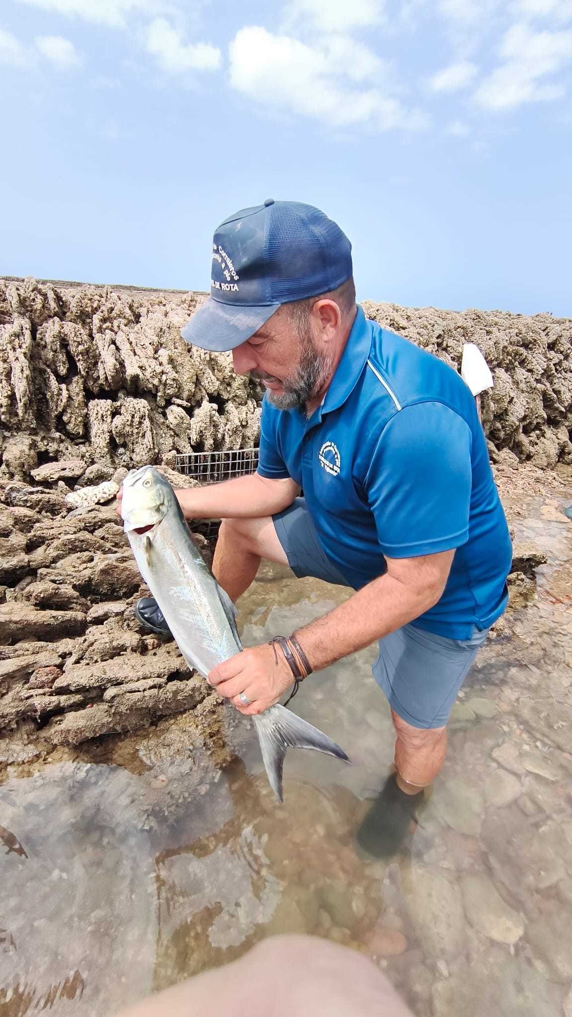 Andrés Barba muestra un ejemplar de chova pescado en uno de los corrales de Rota (Cádiz).