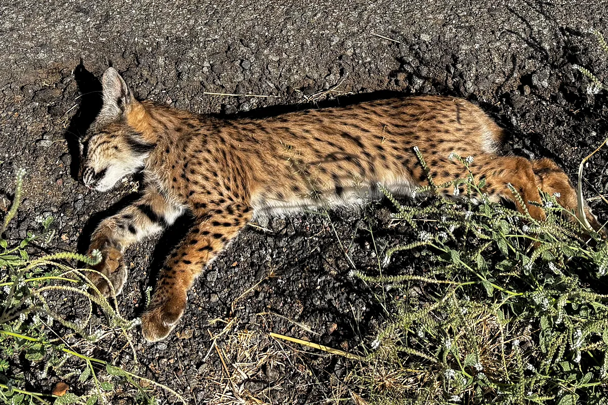 Muere atropellado un cachorro de lince ibérico en una carretera de Ciudad Real