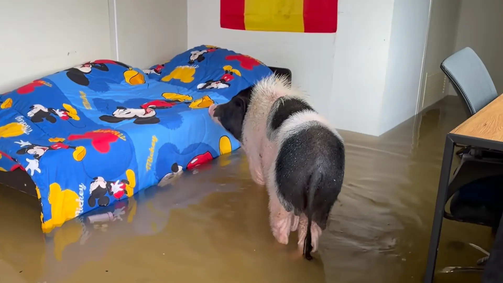 El refugio de Frank Cuesta en Bangkok, arrasado por la inundación: «Ha entrado una riada y se ha llevado todo lo que había allí»