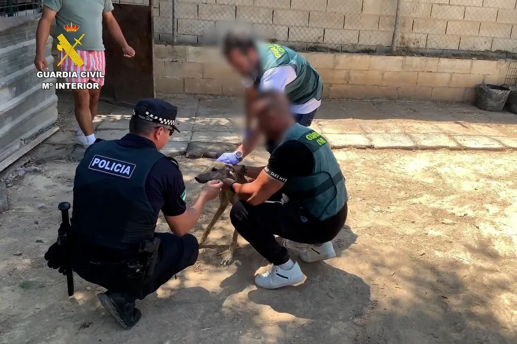 La Guardia Civil detiene a cuatro personas acusadas de robo y maltrato de galgos de competición en Bollullos de la Mitación (Sevilla)