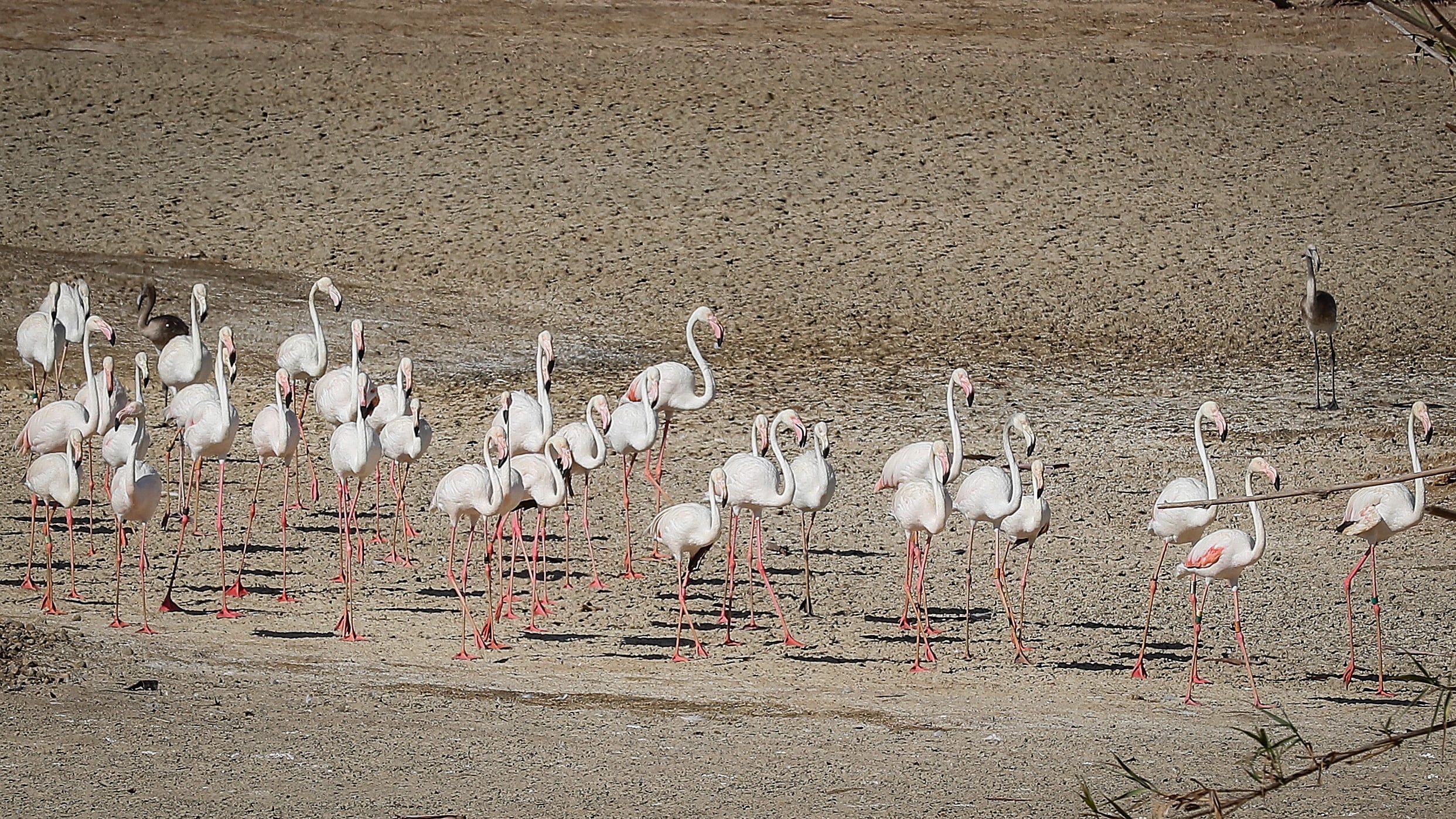 Flamencos, en el entorno de Doñana. 