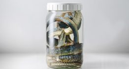 Cuando la serpiente muerde y la pobreza mata