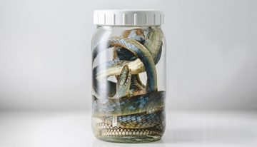 Cuando la serpiente muerde y la pobreza mata