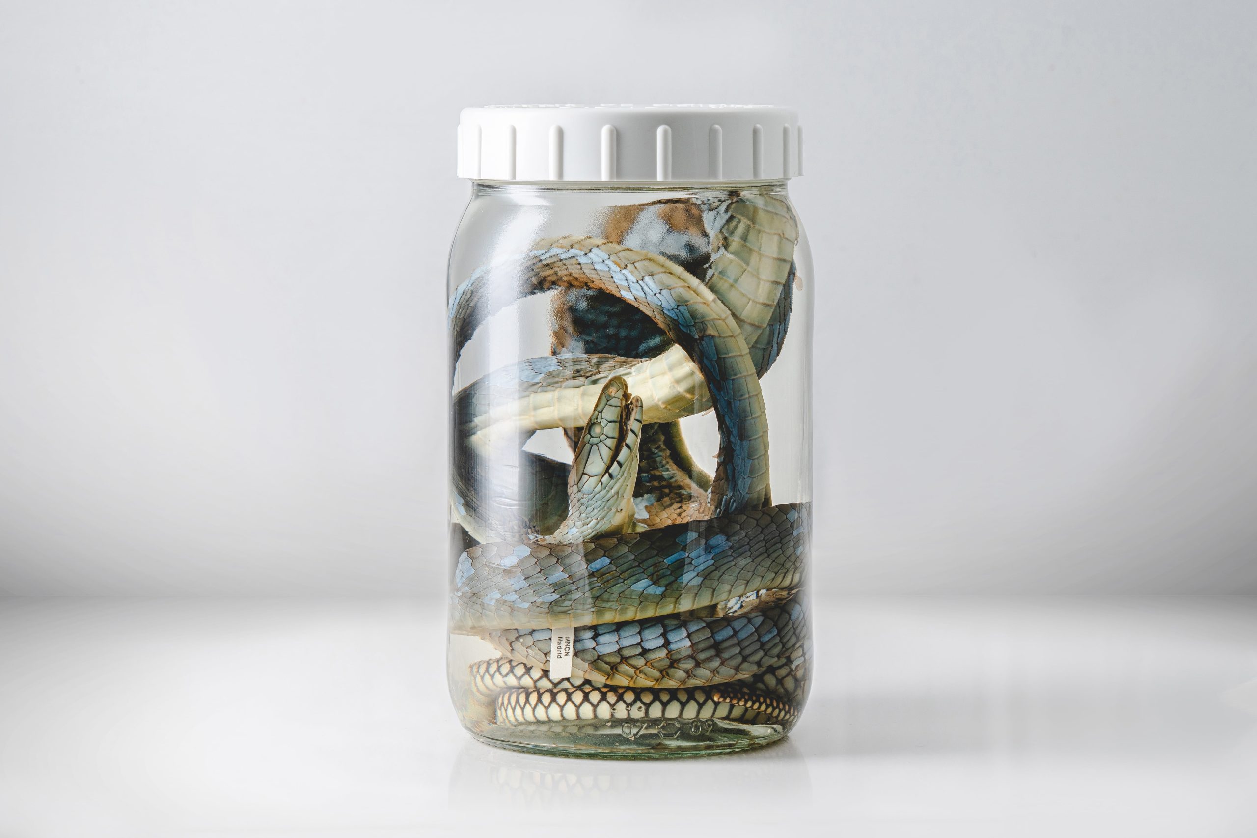 Pieza de la exposición “De brebajes y serpientes: entre la triaca magna y una emergencia de salud global” que se puede visitar en Madrid.