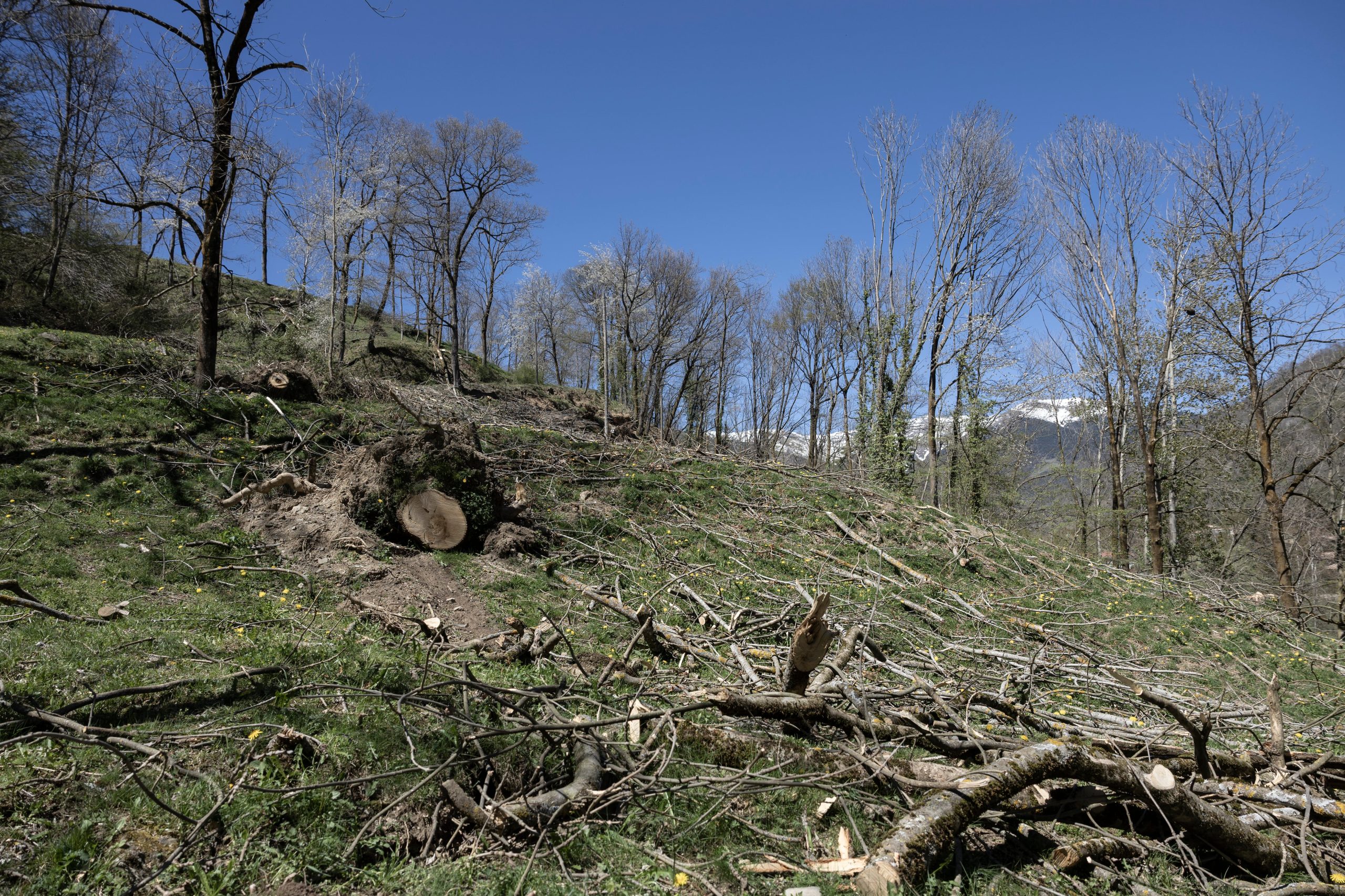 Árboles caídos en una zona de los bosques de la Serra Cavallera, entre Abella y Vilallonga del Ter (Girona). 