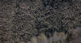 La nieve, la burocracia y la falta de empresas forestales ralentizan la limpieza de los árboles caídos con los vendavales de invierno: “Es como un ‘mikado”