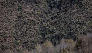La nieve, la burocracia y la falta de empresas forestales ralentizan la limpieza de los árboles caídos con los vendavales de invierno: “Es como un ‘mikado”