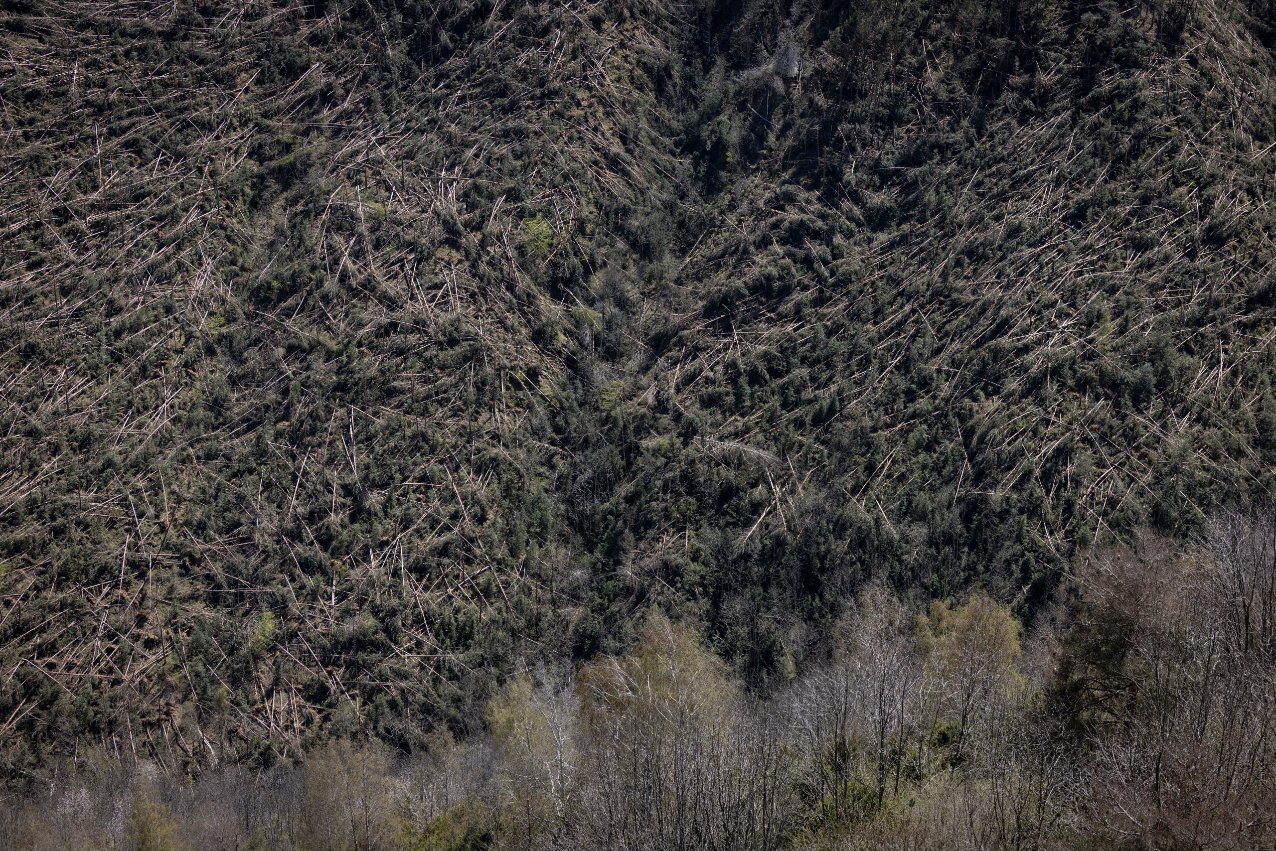 Centenares de árboles tumbados por el viento en la Sierra Cavallera entre Abella y Vilallonga del Ter (Girona), en abril pasado.