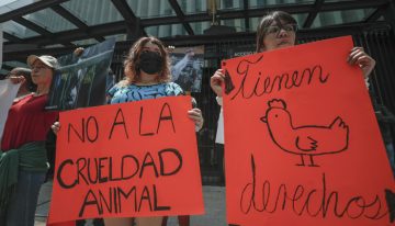 México: Denuncian legislador que apoyo sacrificio de ave en Senado