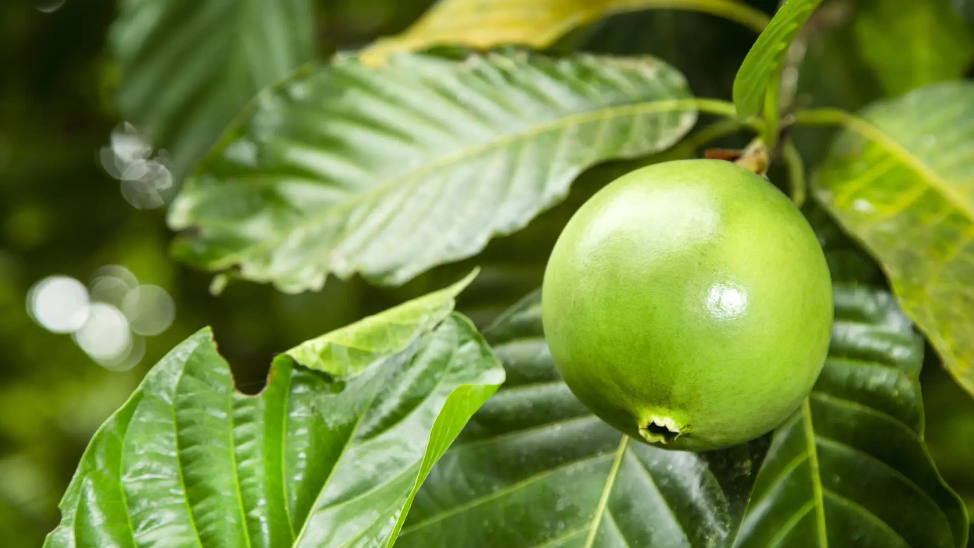 La 'superfruta' poco conocida en España que reduce la hipertensión y mejora el funcionamiento de los riñones