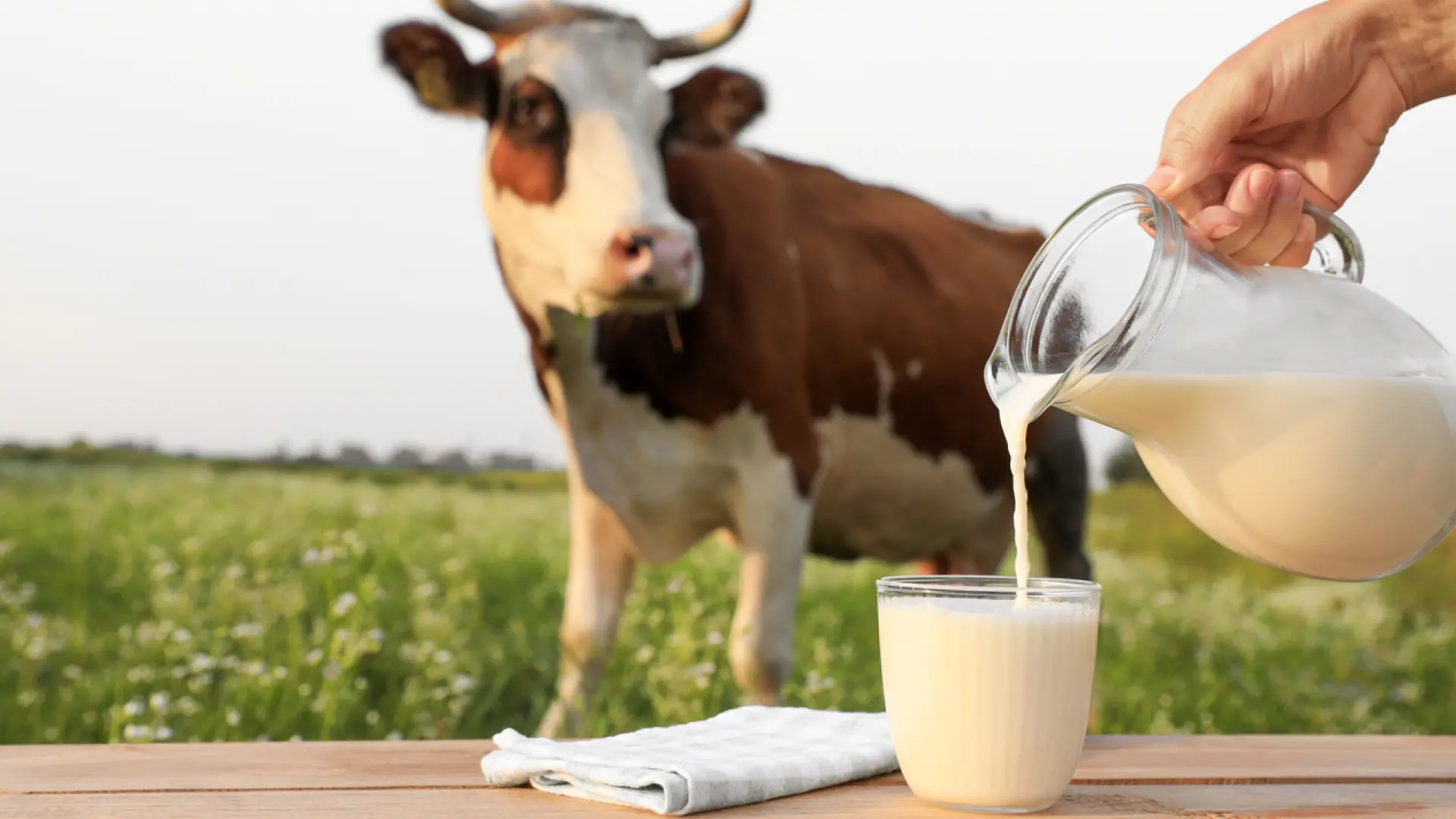 Qué es el calostro bovino de la leche y qué beneficios puede tener en adultos