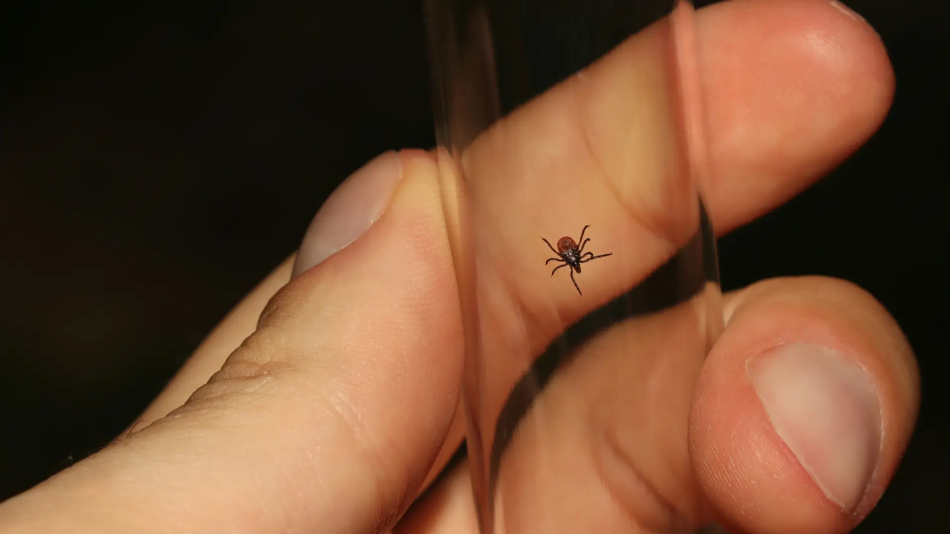 Evitar sentarse en el suelo, la vegetación… consejos para prevenir la peligrosa enfermedad de Lyme, provocada por garrapatas