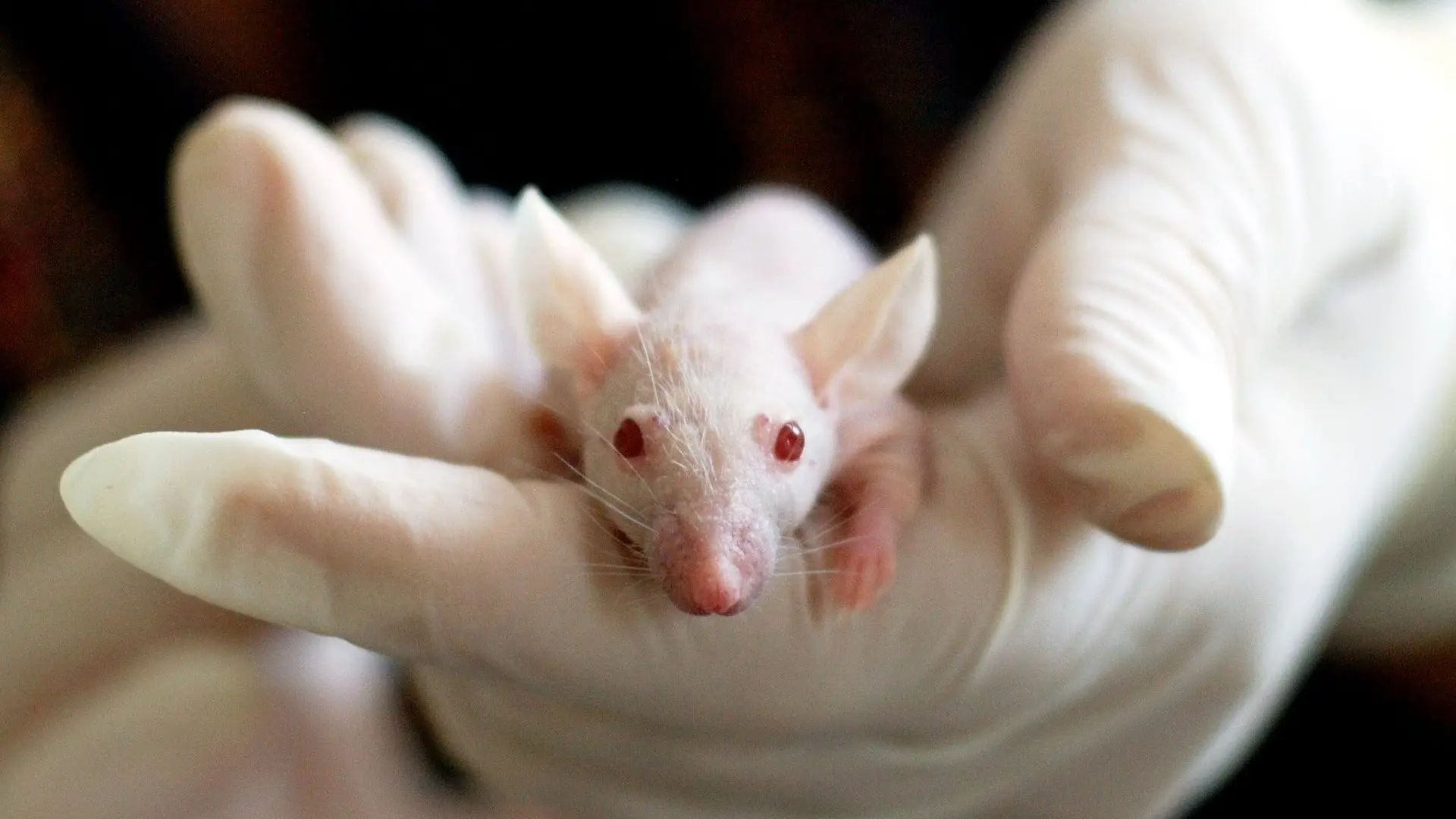 Testan con éxito en ratones una nueva vía para la alergia alimentaria: un fármaco para el asma