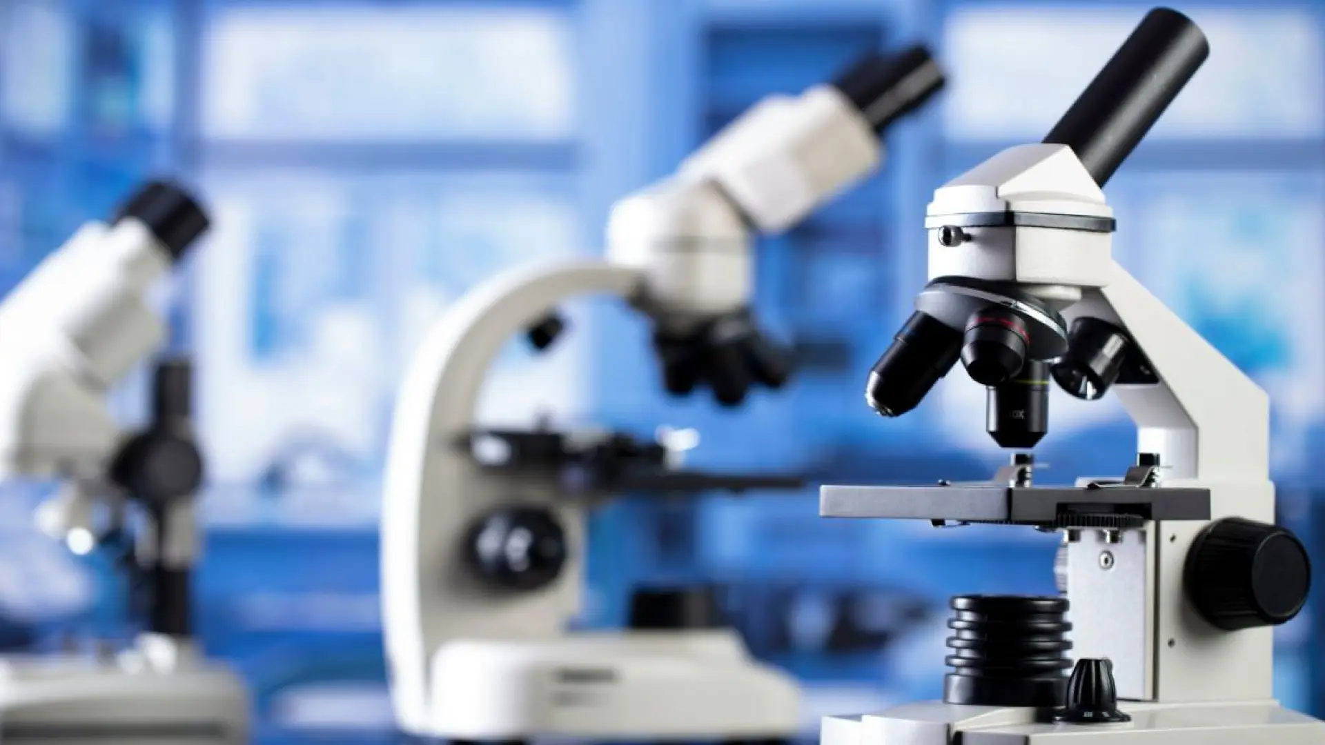 Descubierto un increíble mecanismo en los gusanos que «recuerda» la respuesta ante un virus para defenderse de reinfecciones