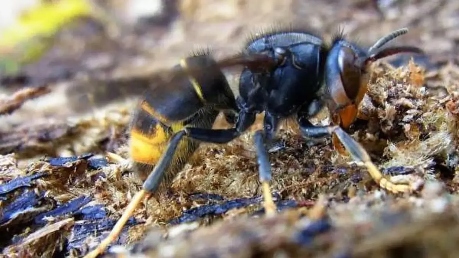 El error que no deberías cometer si te pica una avispa asiática porque podría agravar la situación