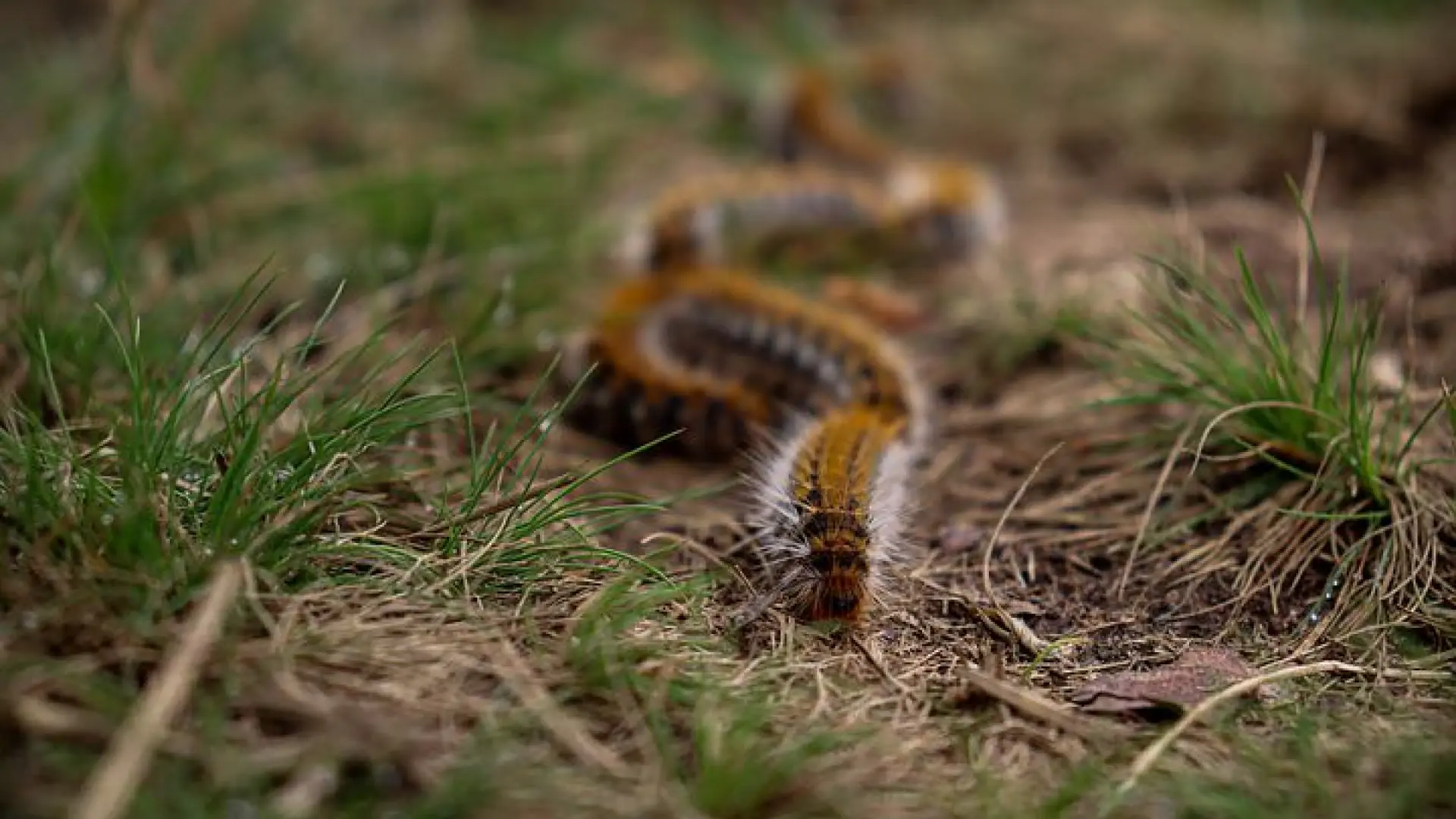 Vuelve la oruga procesionaria a España y así afecta a la salud: irritación, problemas respiratorios o conjuntivitis