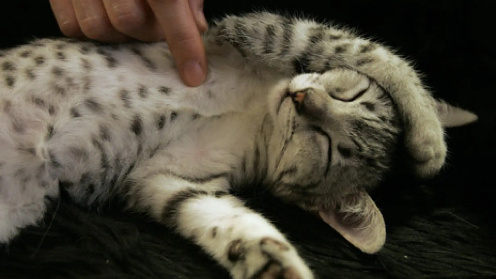 Protuberancias, bultos, conjuntivitis… Los síntomas del hongo que se transmite de gatos a humanos