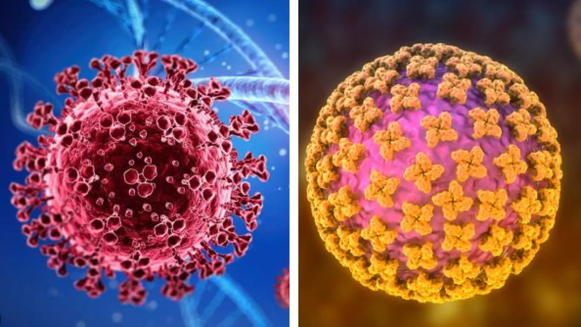 Los parecidos y las diferencias entre hantavirus y coronavirus: por qué uno es más contagioso… y el otro es más mortífero