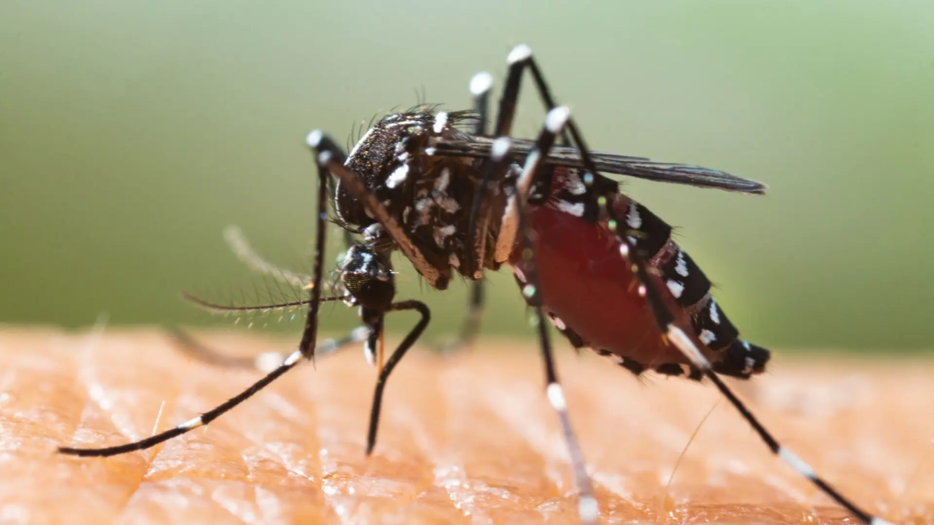 Las lluvias y el calor adelantan la temporada de mosquitos en España y preocupa el tigre: «Su avance ha sido especialmente rápido»