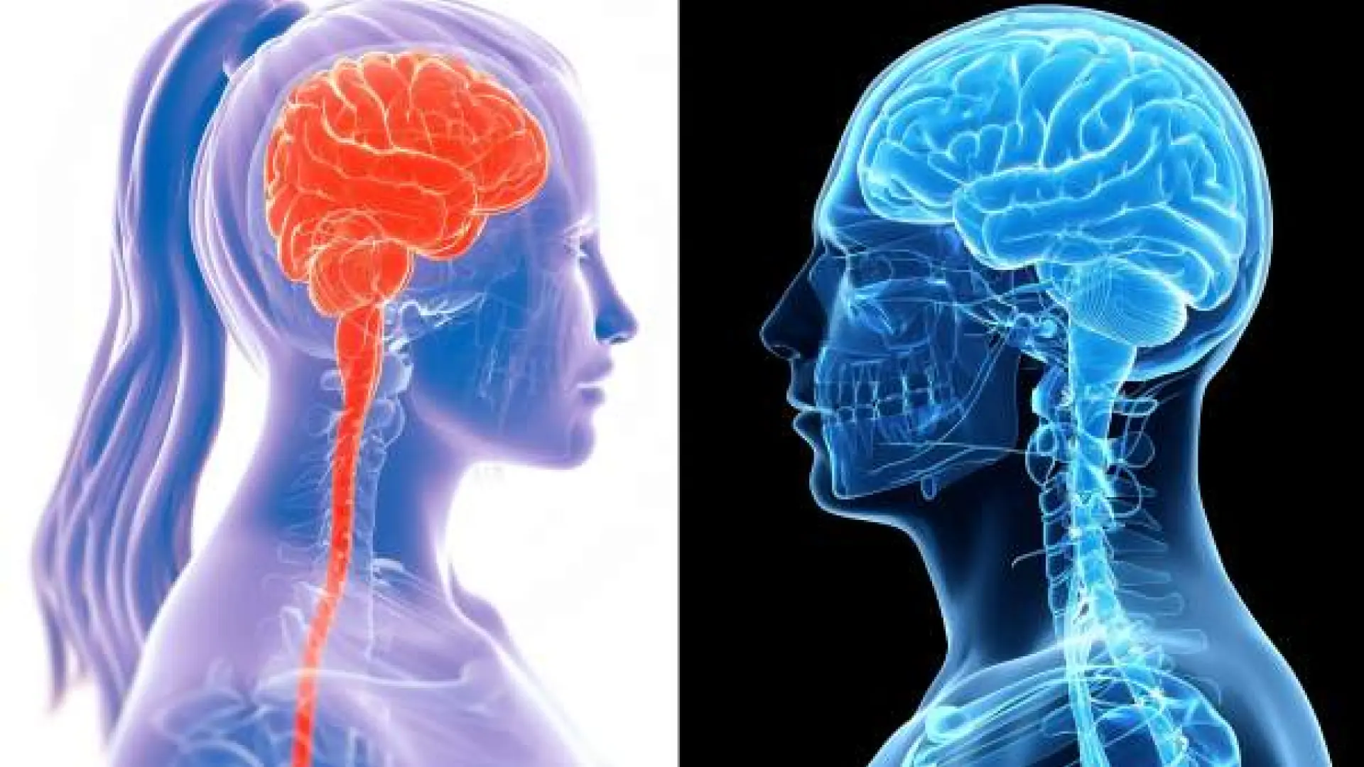 El cerebro femenino 'hace reformas' durante toda la vida: así cambia con las hormonas