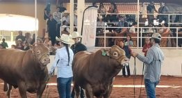 Jalisco produce 80% de genética elite de ganado Limousin