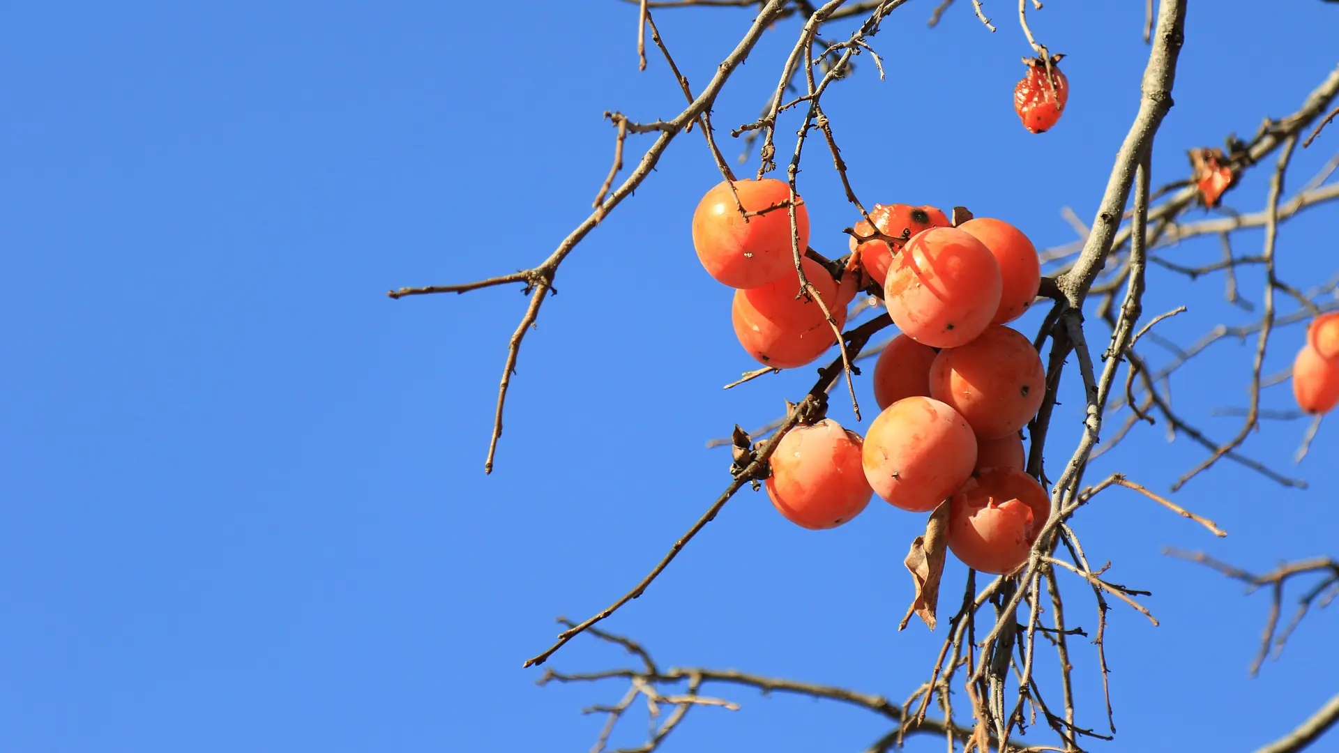 Oro naranja: la fruta de temporada que reduce el colesterol y combate el estreñimiento