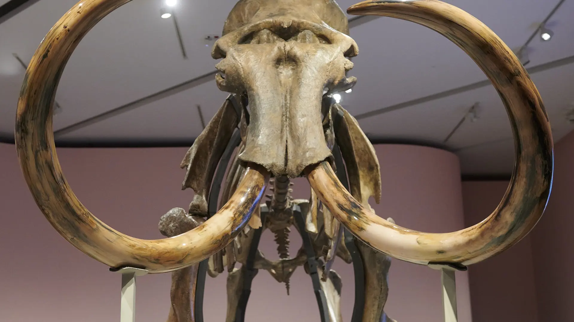 Una universidad rusa descubre una cría de mamut en muy buen estado de conservación