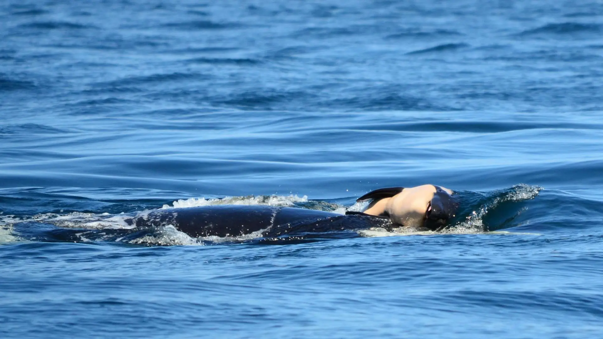 La orca Tahlequah, que cargó con su cría muerta durante 17 días, vuelve a ser madre