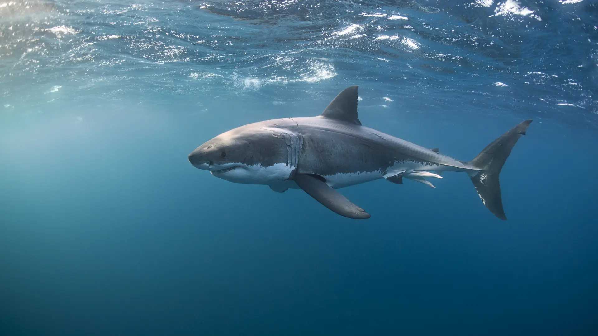 Muere un hombre debido al ataque de un tiburón en el noreste de Australia