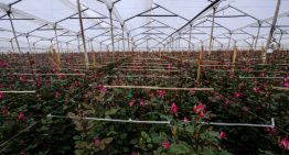 A pocos días de San Valentín, disputa comercial con Colombia amenaza importación de flores en EEUU