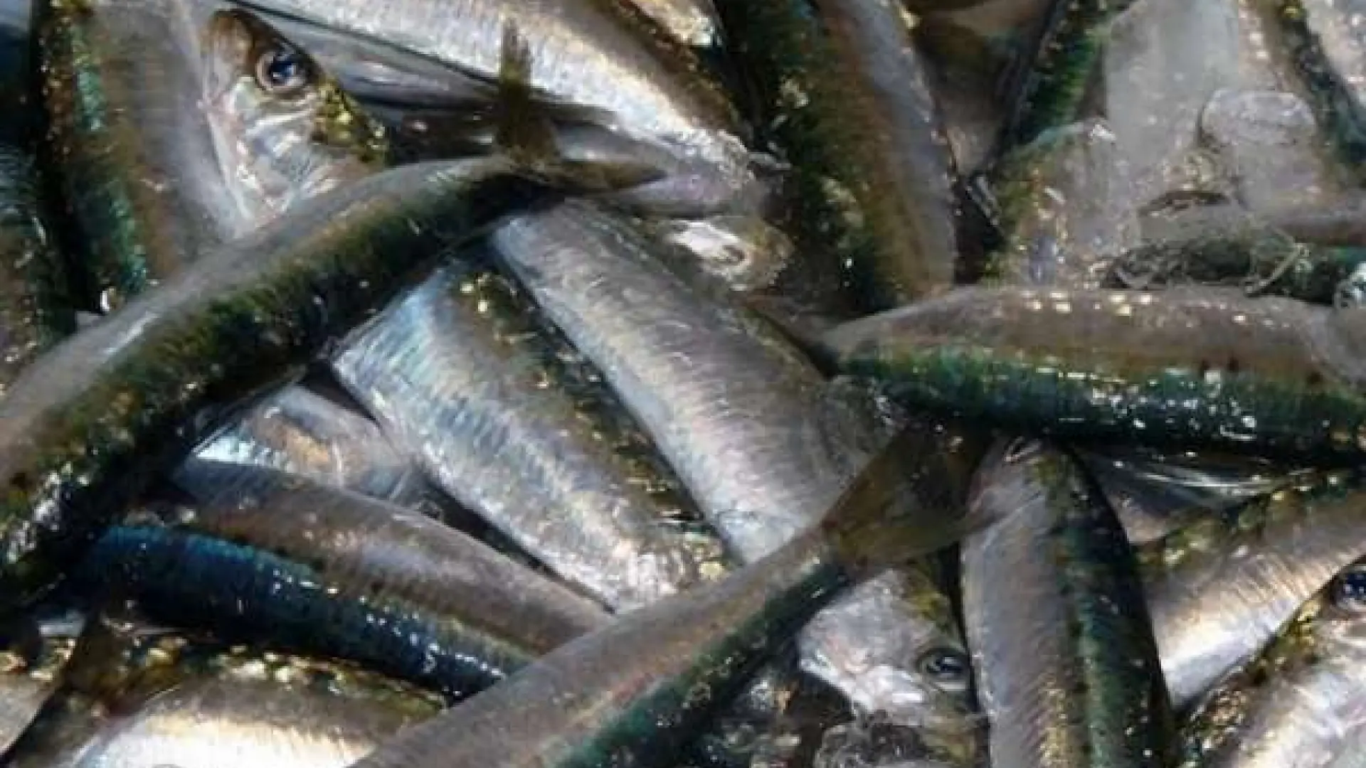 El impresionante varamiento masivo de sardinas que perturba a un pueblo de Japón