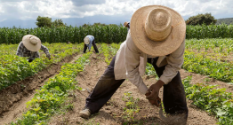 Crisis climática pone en riesgo la seguridad alimentaria de parte de México y Centroamérica: FAO