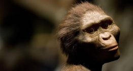 La carne no estaba en el menú del Australopithecus, un antepasado de los humanos