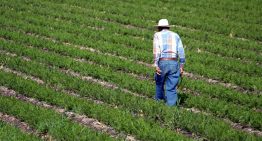 Producción agropecuaria de México cayó 2.1% al cierre de 2024