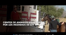 Cientos de animales vulnerables por los incendios de Los Ángeles