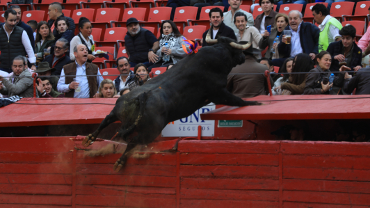 Feria de Aniversario 2025. Toro brinca barrera y casi alcanza al público.