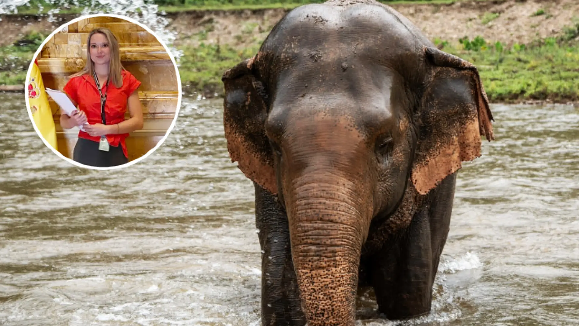 El centro en el que un elefante mató a una española en Tailandia operaba sin licencia