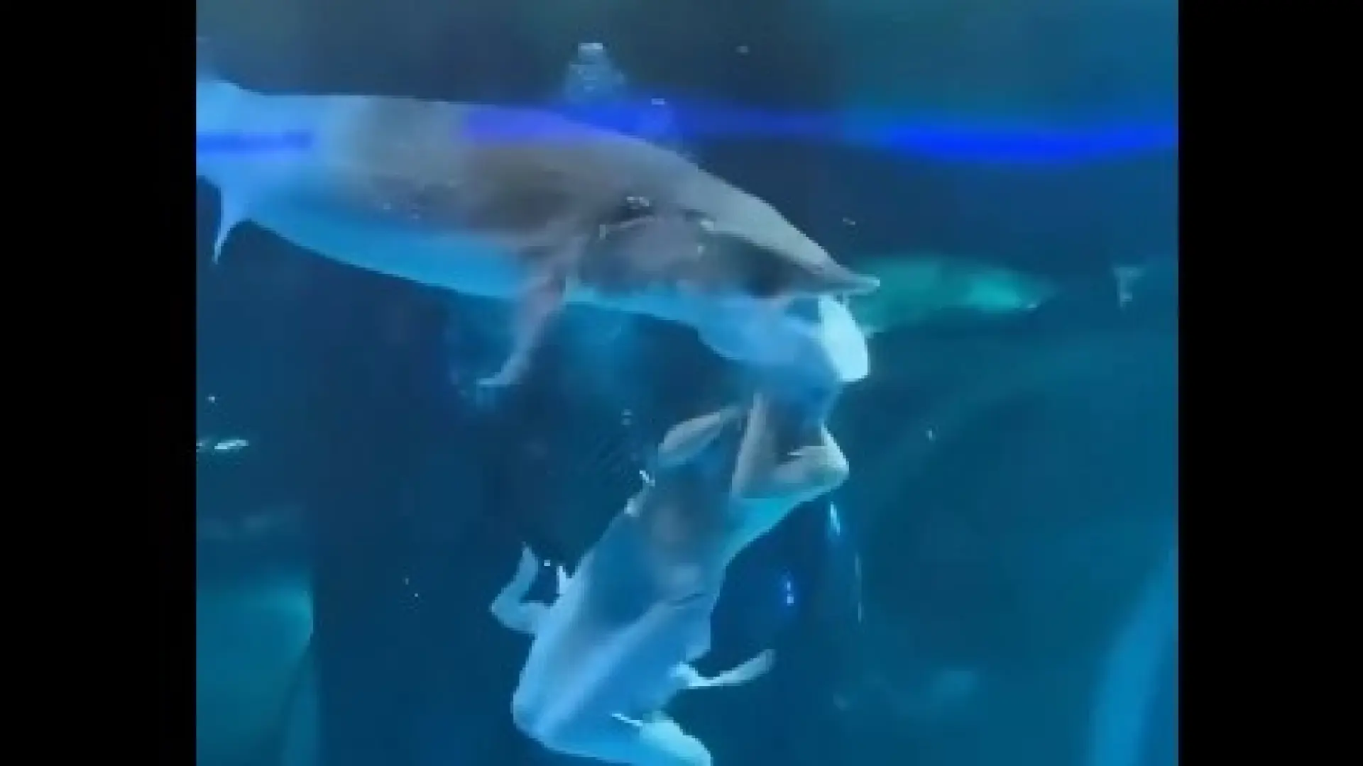 El impactante vídeo de un pez gigante mordiendo la cabeza a la actriz que hacía de sirena en un acuario