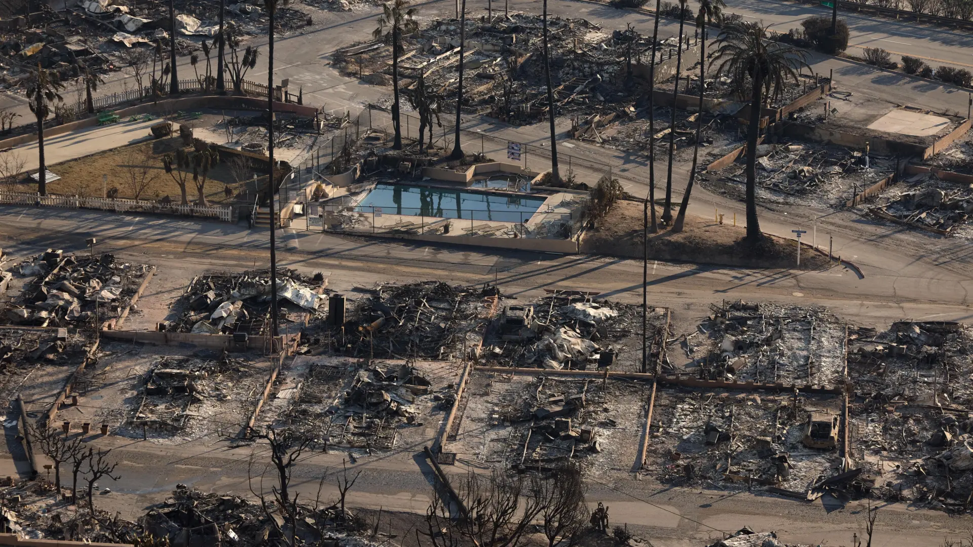 ¿Por qué no arden las palmeras en los incendios de Los Ángeles? La ciencia desmonta las teorías de la conspiración