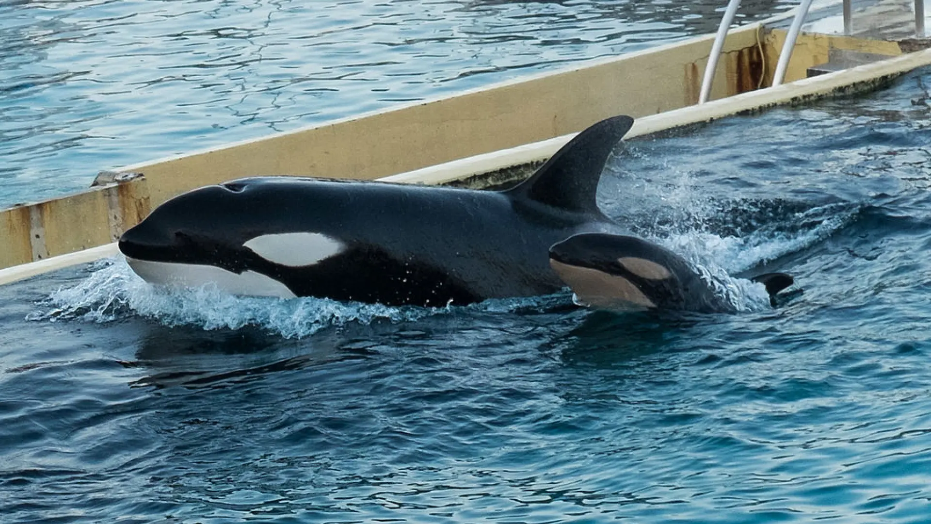 Wikie y Keijo se quedan sin hogar: el mayor parque marino de Europa cierra y busca destino para sus dos orcas