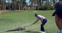 El golfista Billy Horschel protagonizó el momento viral del día con un caimán: un toquecito en la cabeza para que vuelva al agua