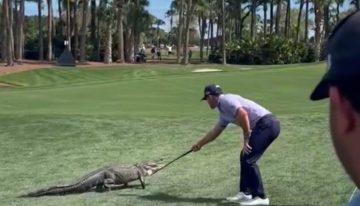 El golfista Billy Horschel protagonizó el momento viral del día con un caimán: un toquecito en la cabeza para que vuelva al agua