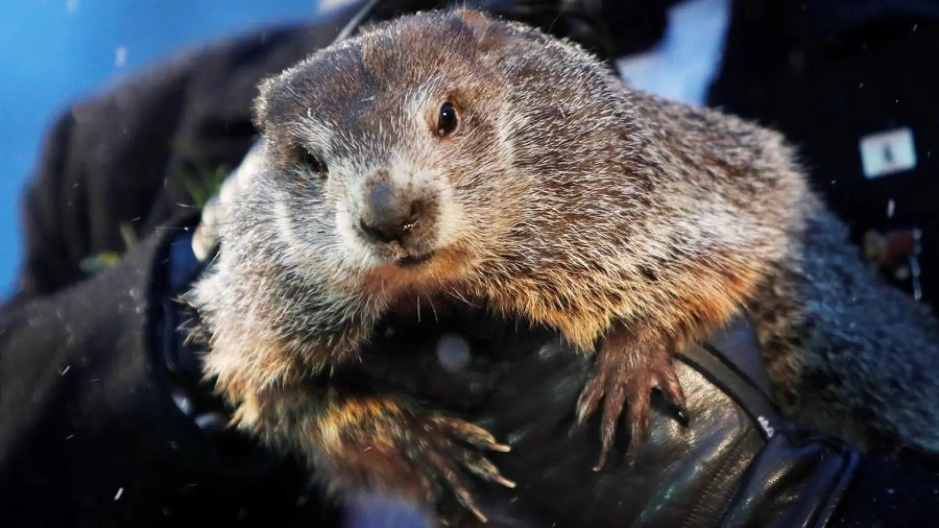 Día de la Marmota 2025, en directo | La marmota Phil pronostica hoy cuándo terminará el invierno