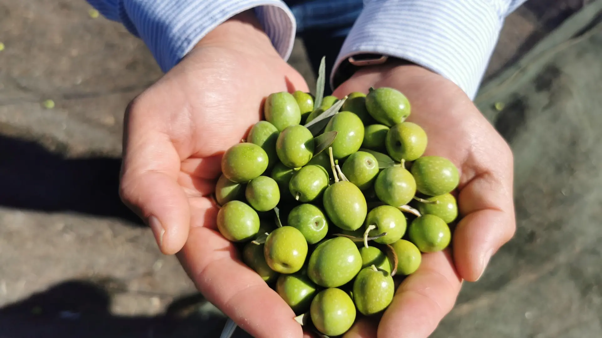 La cantidad de aceitunas exacta que puedes comer para controlar el colesterol