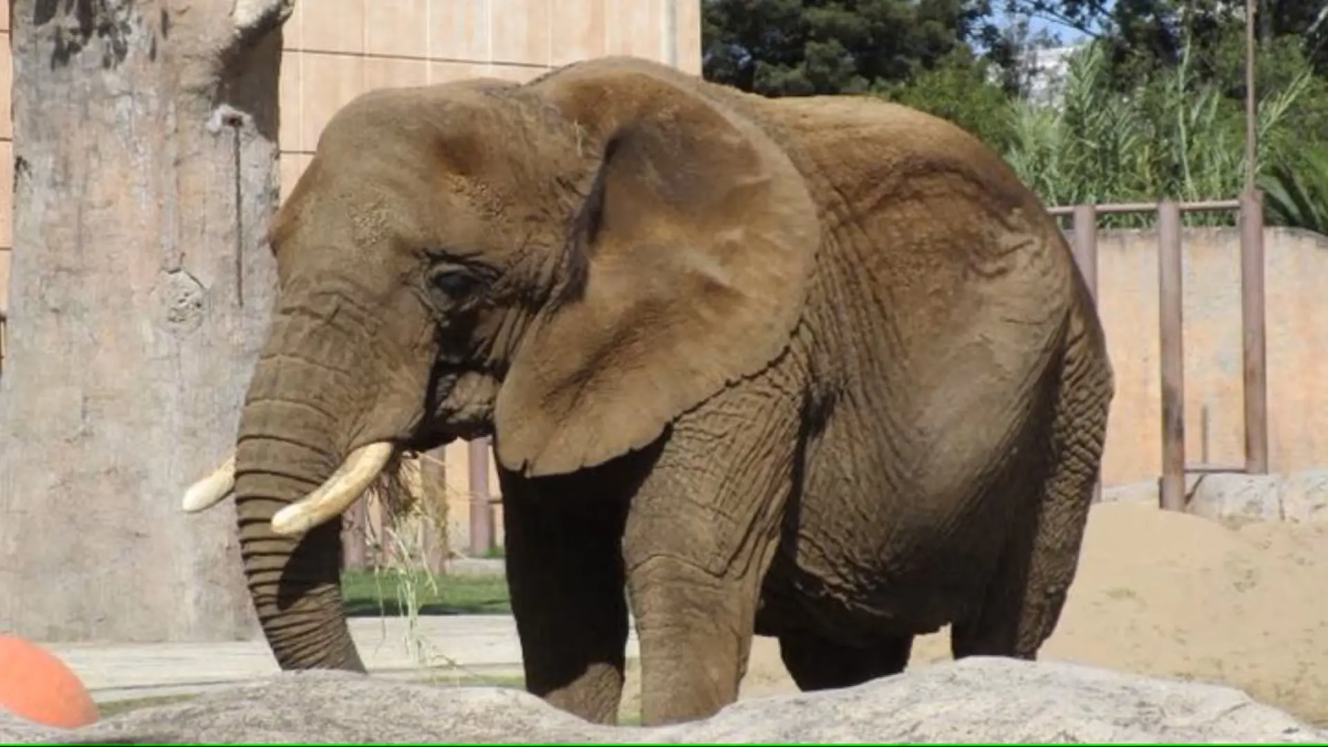 Ely, la elefanta más triste del mundo: tiene depresión tras vivir sola durante ocho años en un zoológico